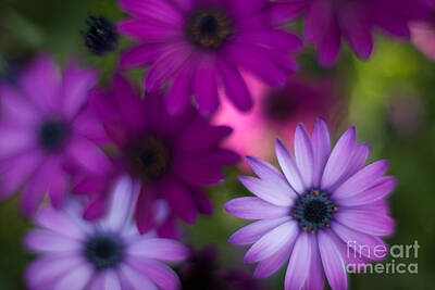 Royalty-Free and Rights-Managed Images - Gerbera Soft Layers by Mike Reid