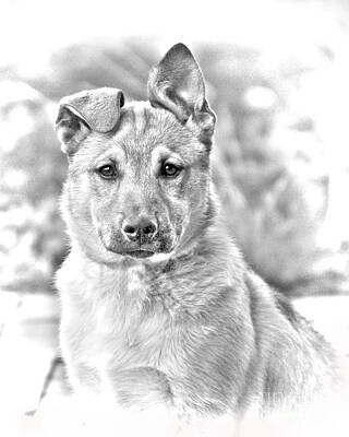 James Bo Insogna Royalty-Free and Rights-Managed Images - German Shepard Puppy by James BO Insogna