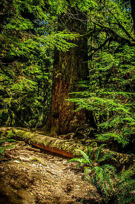 Vintage Jaquar - Shaded Spirit Cathedral Grove by Roxy Hurtubise