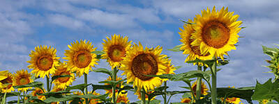 Sunflowers Photos - Giant Sunflowers by Alan Hutchins