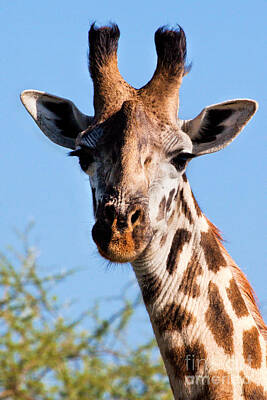 Portraits Photos - Giraffe portrait close-up. Safari in Serengeti. by Michal Bednarek