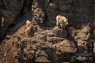European Photography - Glacier National Park Mountain Goats by Priscilla Burgers