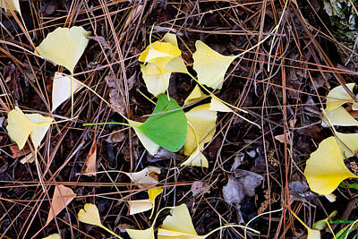 Laura Iverson Royalty-Free and Rights-Managed Images - Gold and Green Gingko Leaves by Laura Iverson