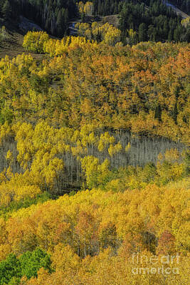 Design Pics Royalty Free Images - Gold Aspens Royalty-Free Image by Mitch Johanson