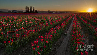 Traditional Bells - Golden Skagit Tulip Fields by Mike Reid