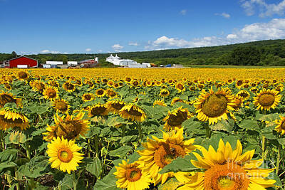 Sunflowers Photos - Golden Sunflower Field  by Regina Geoghan
