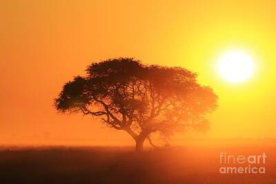 Rusty Trucks - Golden Sunset from Africa by Andries Alberts