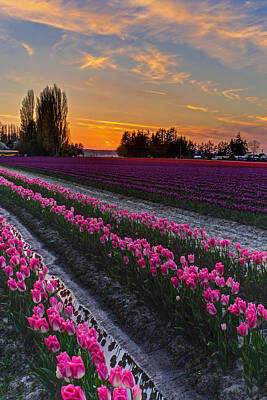 Recently Sold - Landscapes Royalty-Free and Rights-Managed Images - Skagit Tulips Golden Sunset Layers by Mike Reid