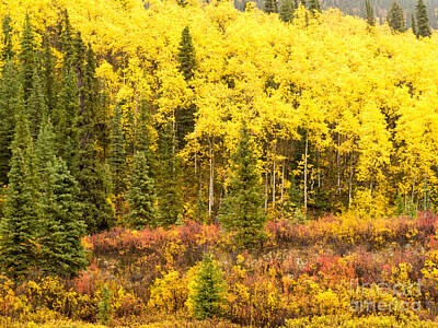 Enso Paintings - Golden yellow fall boreal forest in Yukon Canada by Stephan Pietzko