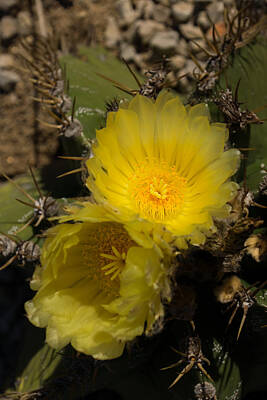 Kitchen Food And Drink Signs - Gossamer Petals - Twin Cactus Blooms by Georgia Mizuleva