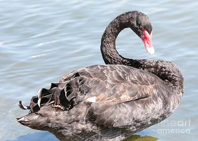 Woodland Animals - Graceful Black Swan by Carol Groenen