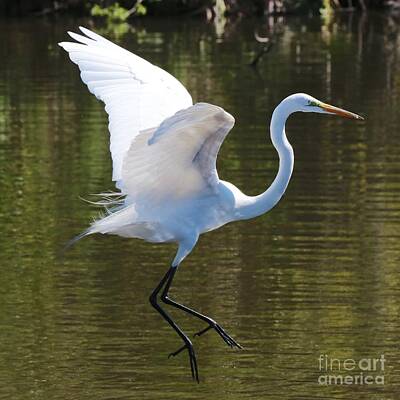 Animals Photos - Graceful Great Egret Flying by Carol Groenen