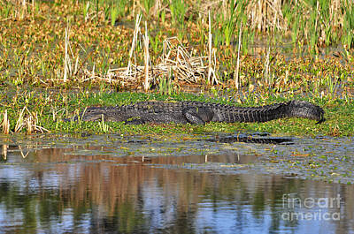 Reptiles Photo Royalty Free Images - Grand Gator Royalty-Free Image by Al Powell Photography USA