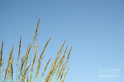 Nba Photos - Grass straws at blue sky by Kennerth and Birgitta Kullman