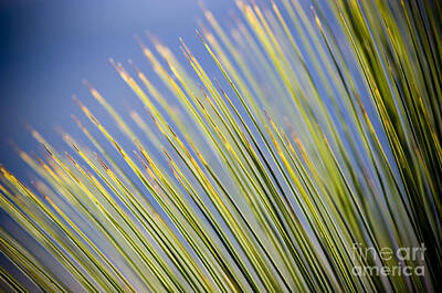 Desert Plants - Grass Tree Details by THP Creative