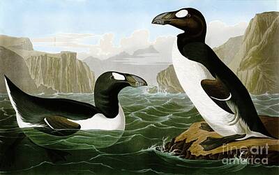 Animals Drawings - Great auks by Celestial Images