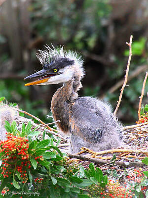 Beers On Tap - Great Blue Heron chick by Barbara Bowen