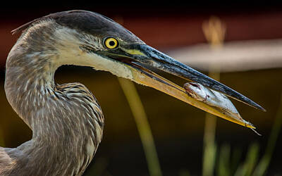 Lighthouse - Great Blue Heron eating fish by Gabrielle Harrison