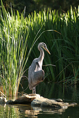 Reptiles Photo Royalty Free Images - Great Blue Heron Royalty-Free Image by Ellen Henneke