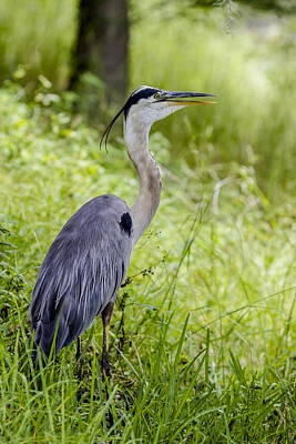 Animals Photo Royalty Free Images - Great Blue Heron Royalty-Free Image by Stephen Brown