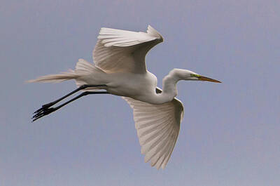 Us License Plate Maps Royalty Free Images - Great Egret 3 Royalty-Free Image by Photos By  Cassandra
