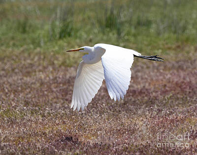 Blue Hues - Great Egret in Flight by Dennis Hammer