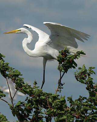 Fruit Photography - Great Egret by James Peterson
