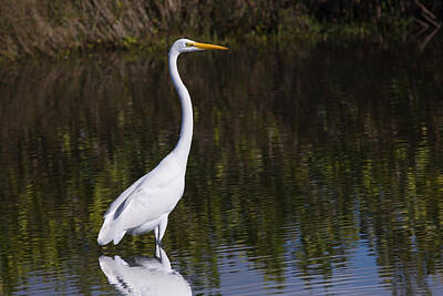 Easter Egg Stories For Children - Great Egret Standing Out by John M Bailey