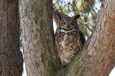 Mistletoe - Great Horned Owl by Jack R Perry