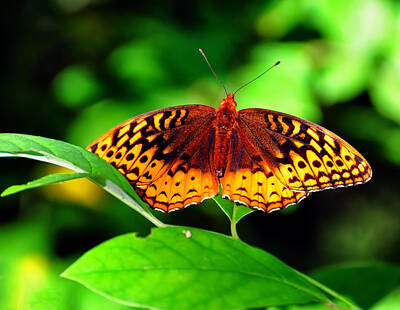 Ingredients Rights Managed Images - Great Spangled Fritillary Royalty-Free Image by Flees Photos