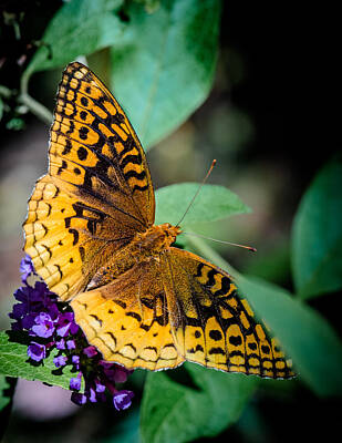Ingredients Rights Managed Images - Great Spangled Fritillary  Royalty-Free Image by Jim DeLillo