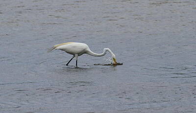Road Trip - Great White Egret 14 by Cathy Lindsey