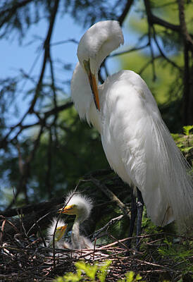 The Art Of Pottery - Great White Egret Mom Needs a Nap II by Suzanne Gaff