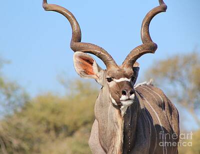 Beers On Tap Rights Managed Images - Greater Kudu Bull Pride Royalty-Free Image by Andries Alberts