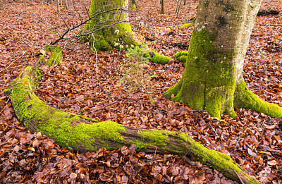 Halloween Mood Rights Managed Images - Green and red nature in the forest Royalty-Free Image by Matthias Hauser