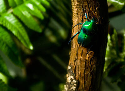 Studio Grafika Zodiac Rights Managed Images - Green Beetle Royalty-Free Image by Douglas Barnett