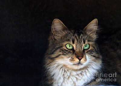 Animals Photo Rights Managed Images - Green Eyes Royalty-Free Image by Stelios Kleanthous