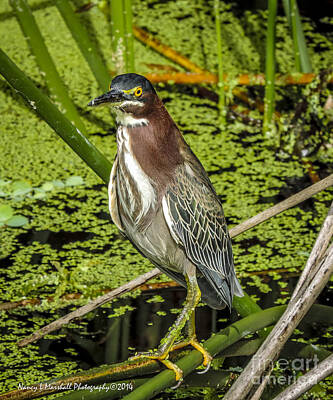 1-war Is Hell - Green Heron 2 by Nancy L Marshall
