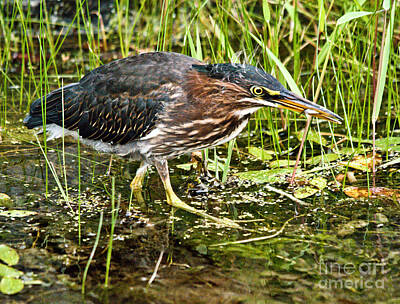 A White Christmas Cityscape - Green Heron and Catch by Cheryl Baxter