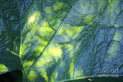 College Town - Green Leaf with Sun by Ulli Karner