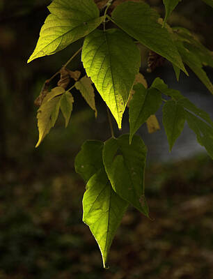 Global Design Shibori Inspired - Green Leaves by Craig Burgwardt