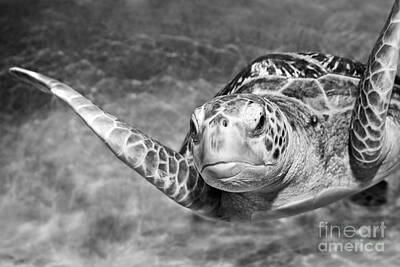 Reptiles Royalty-Free and Rights-Managed Images - Green Sea Turtle. by Jamie Pham