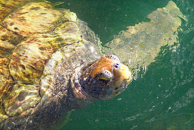 Reptiles Photos - Green Sea Turtle by Lars Lentz
