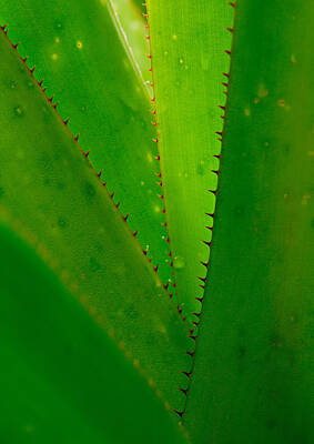 Stock Photography - Green Vortex by Mary Jo Allen