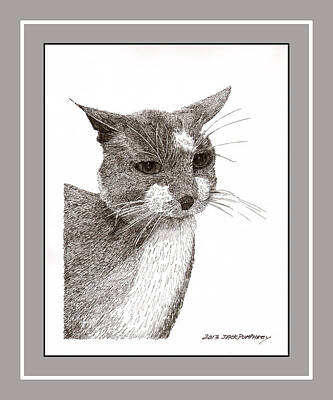Mountain Drawings - Grey cat number 12 by Jack Pumphrey