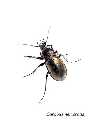 Fairy Tales Rights Managed Images - Ground beetle Carabus nemoralis on white background Royalty-Free Image by HHelene