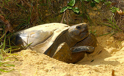 African American Abstracts - Florida Gopher Tortoise and home by David Lee Thompson