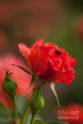 Roses Photo Royalty Free Images - Guest of the Queen Royalty-Free Image by Mike Reid