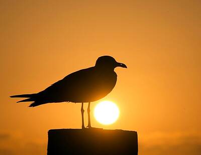 Scott Listfield Astronauts - Gull at Sunset by Don Messina
