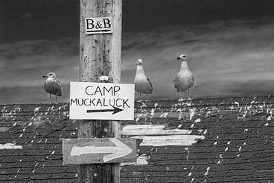Randall Nyhof Photo Royalty Free Images - Gulls on a Rooftop with signs pointing the way to Camp Muckaluck Royalty-Free Image by Randall Nyhof